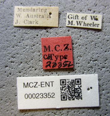 Media type: image;   Entomology 23352 Aspect: labels